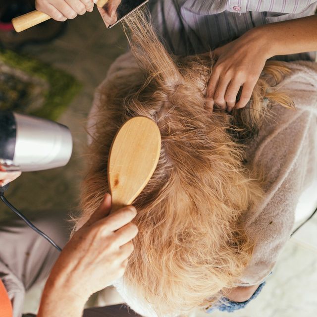 Groomers brush out and blow-dry a long-haired dog, seen from above