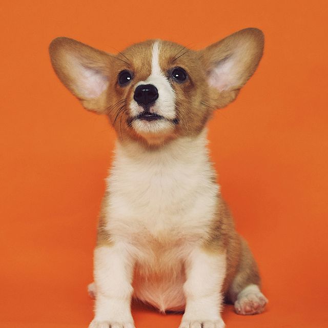 A corgi puppy with big ears sitting against an orange background