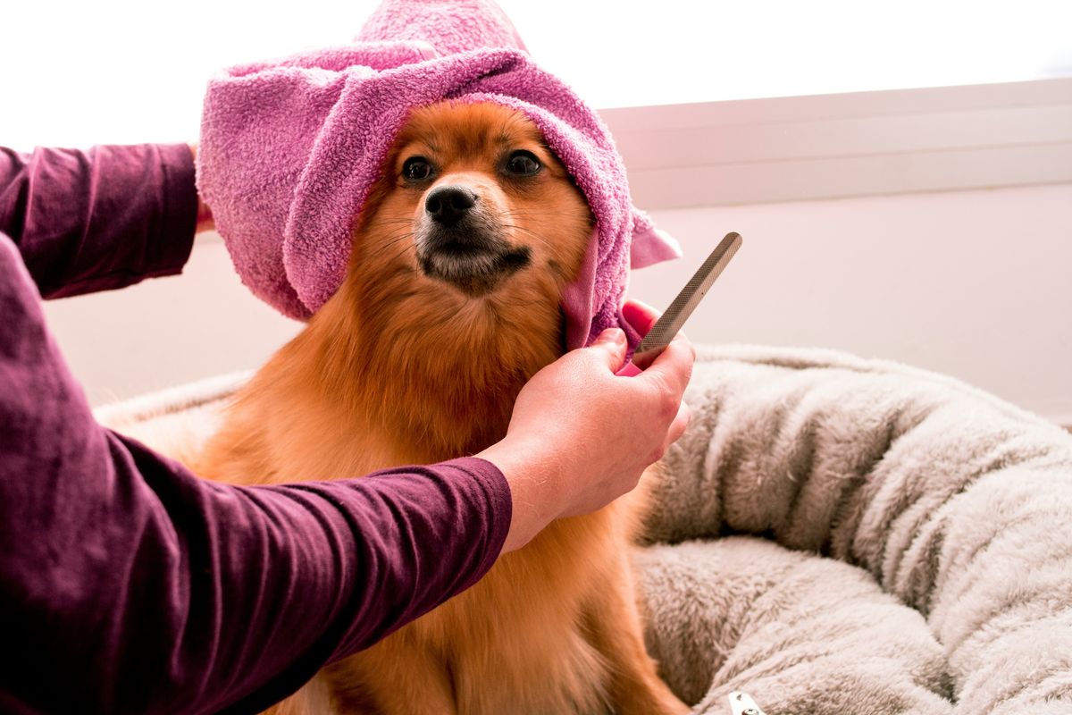A groomer combs a fluffy Pomeranian wrapped in a pink towel